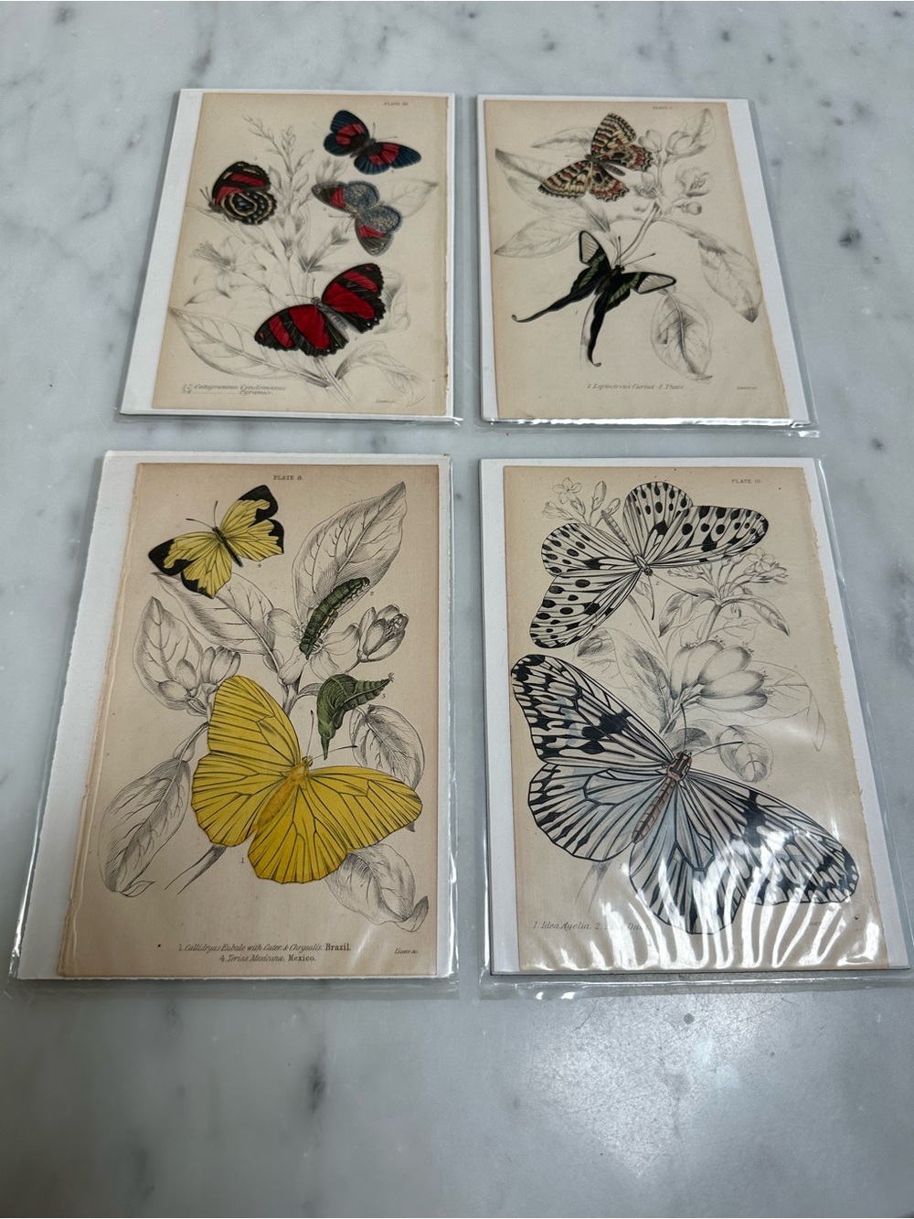 1800s William Jardine The Naturalist Library Rare Butterfly Chromolithographs